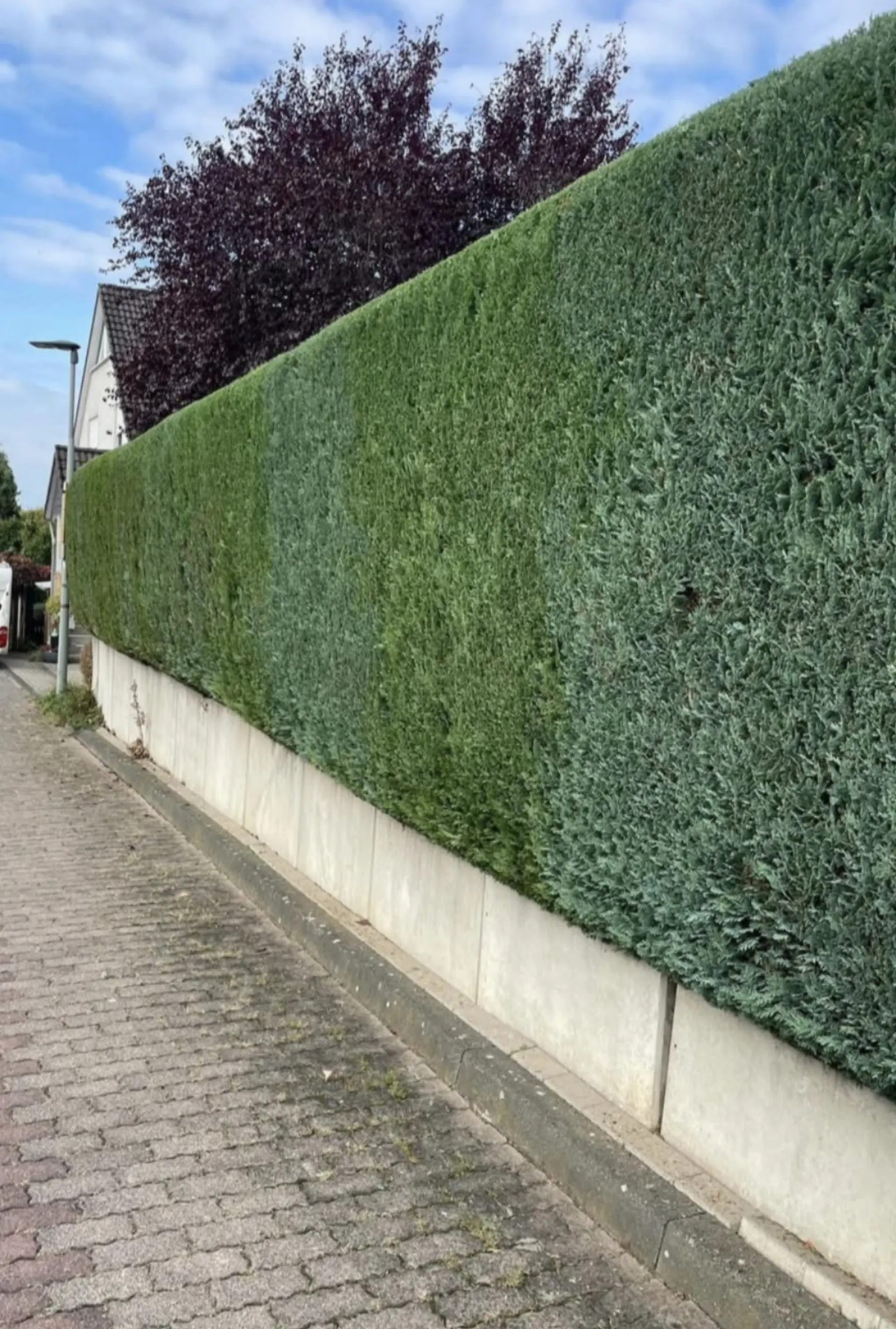 Professioneller Heckenschnitt